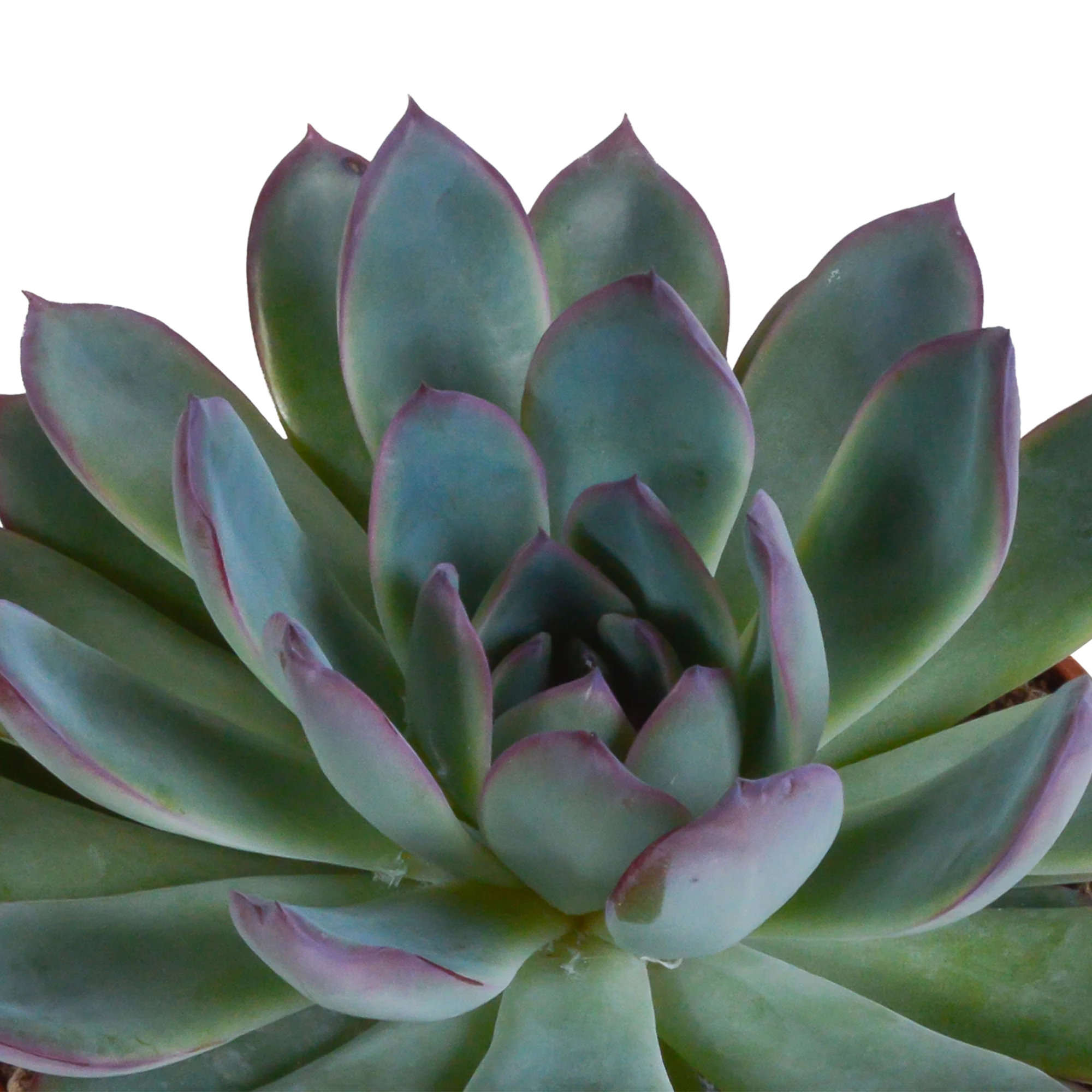 Echeveria im weißen Topf