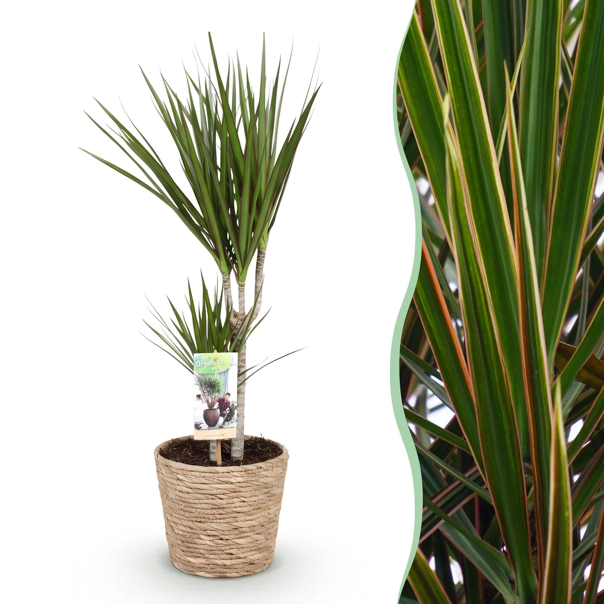 Dracaena Marginata Pflanze