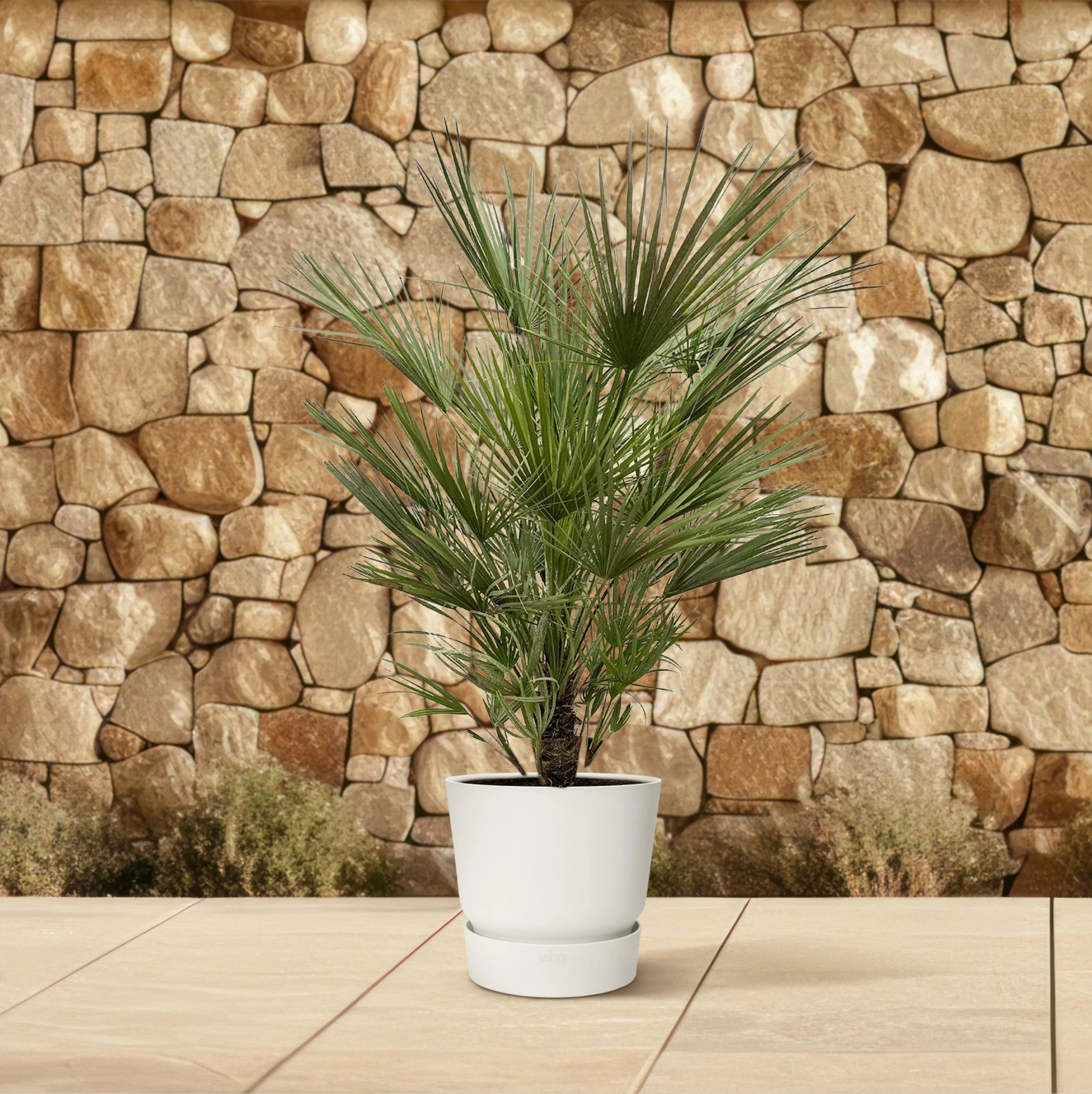 Chamaerops Humilis als Palme