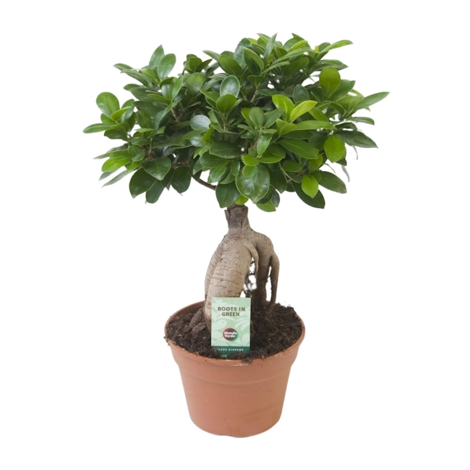 Ficus Ginseng – Pfleghonig im Topf