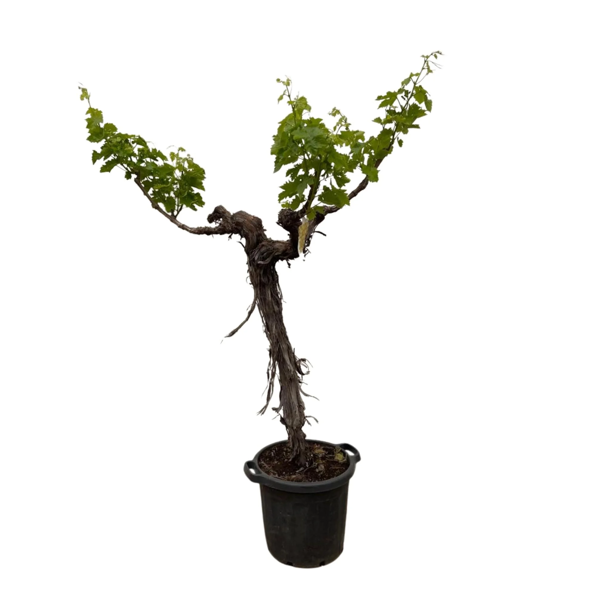 Druivenboom - Weinrebe