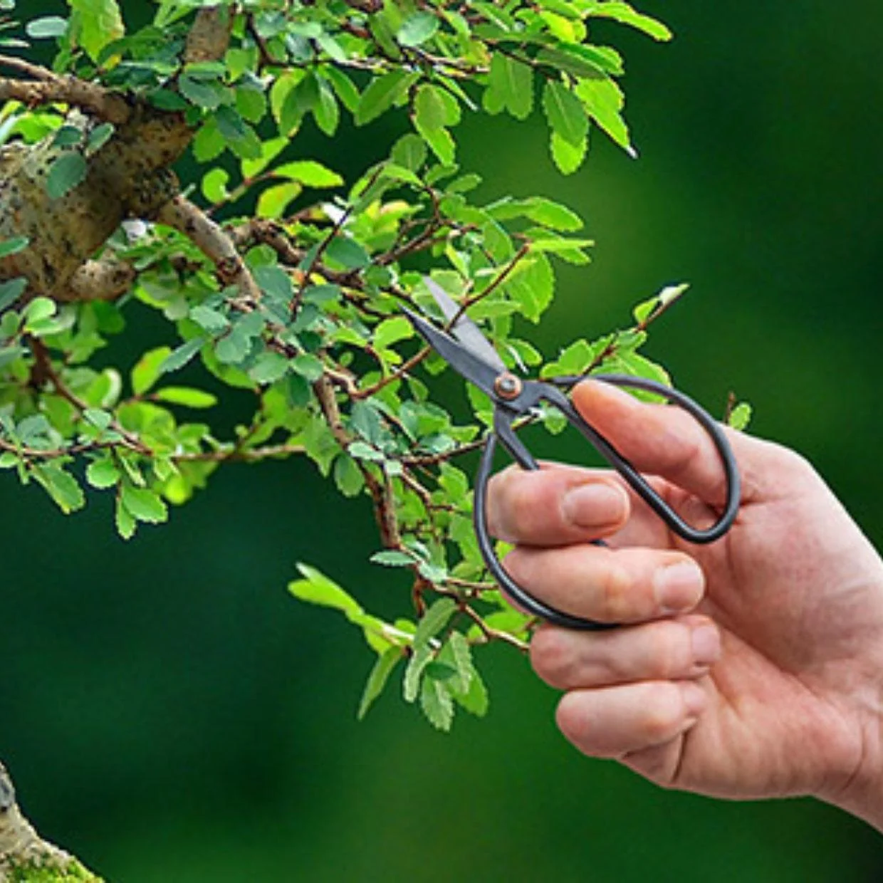 Bonsai Scheren im Einsatz