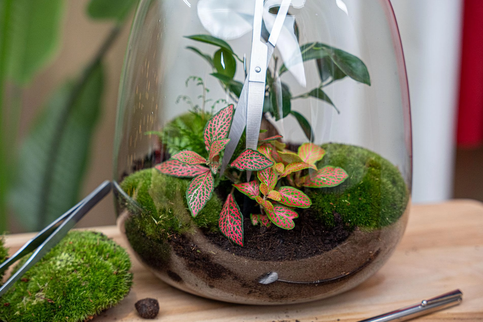 Lange Terrarium-Schere mit gebogenen Blättern