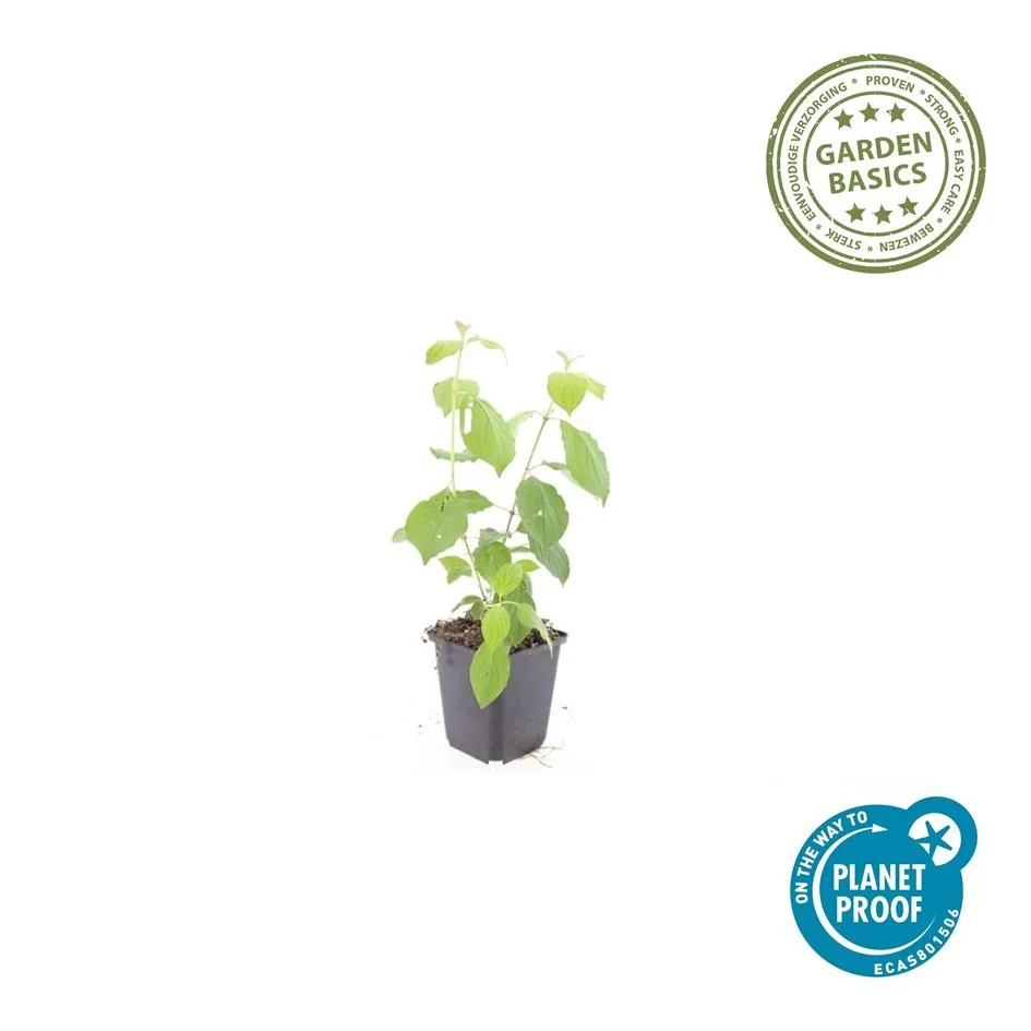 Cornus sanguinea 'Midwinter Fire'