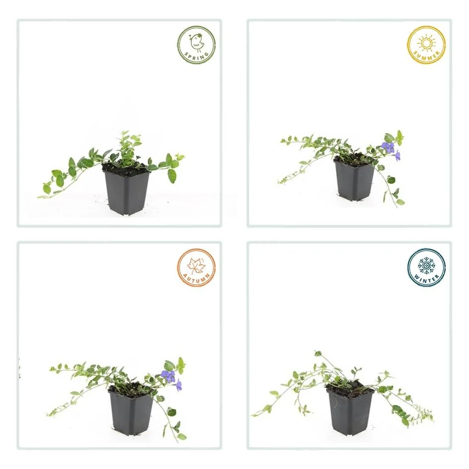 Vinca minor 'Argenteovariegata' Detailansicht