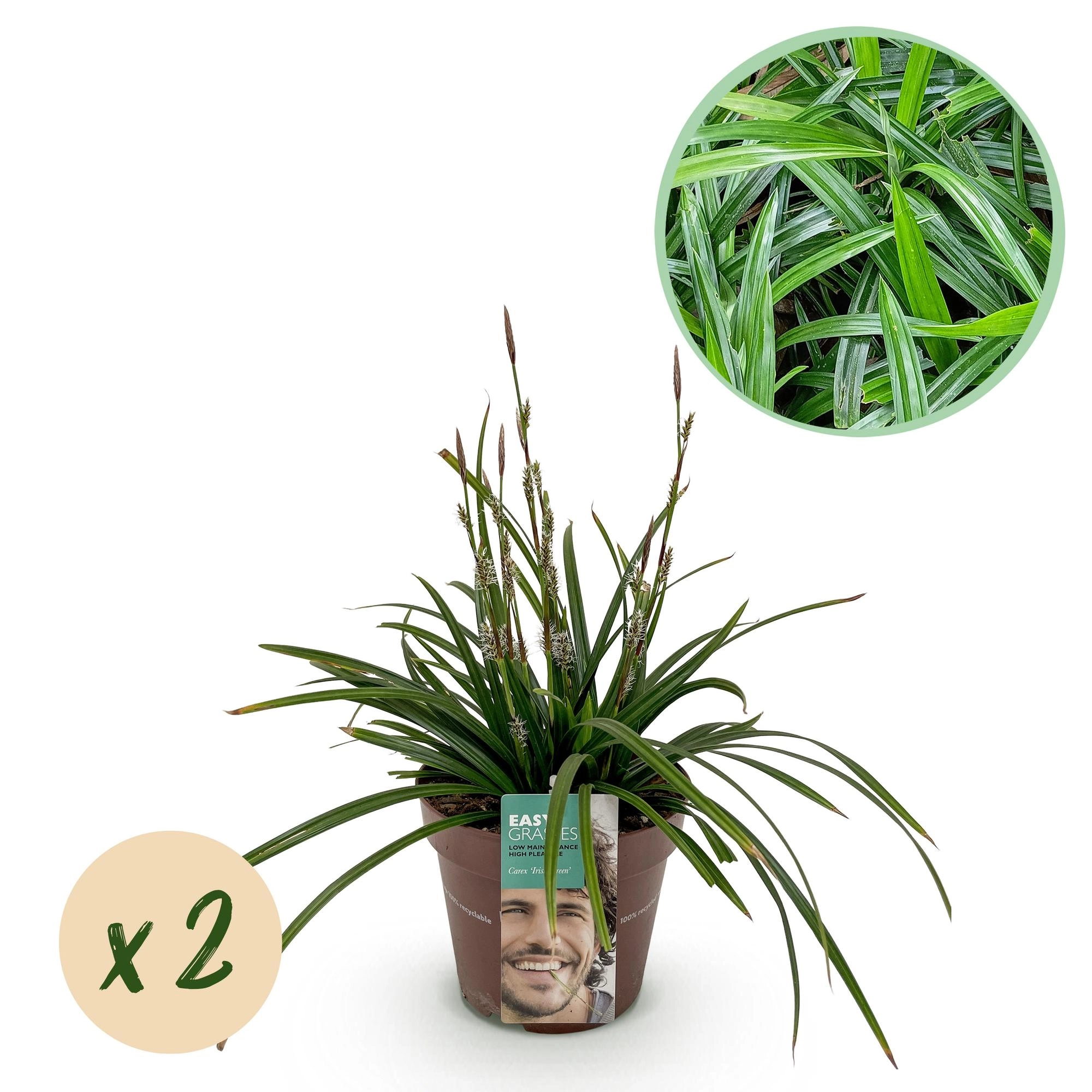 Carex morrowii Irish Green Pflanze