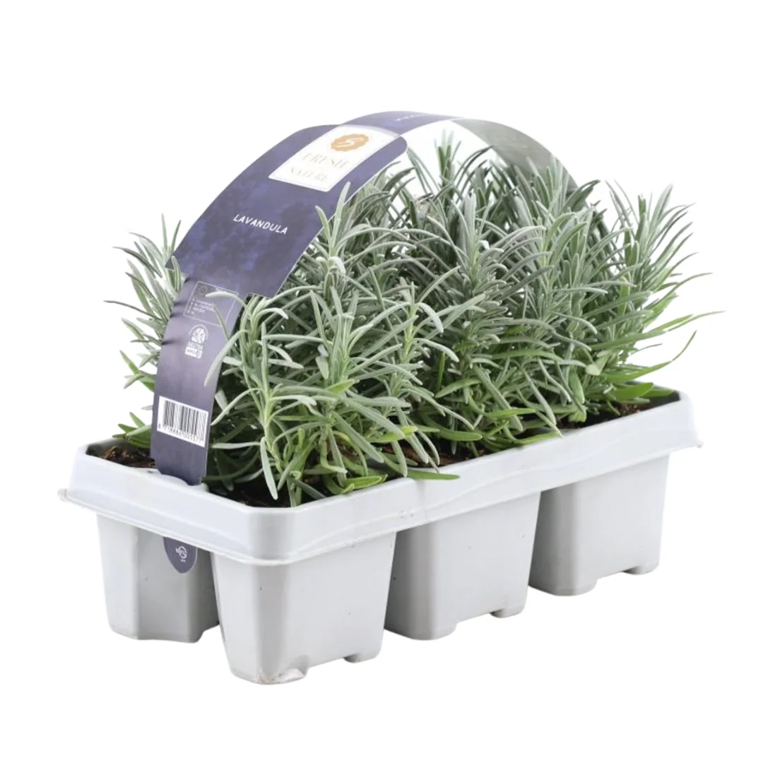 Detailaufnahme von echtem Lavendel