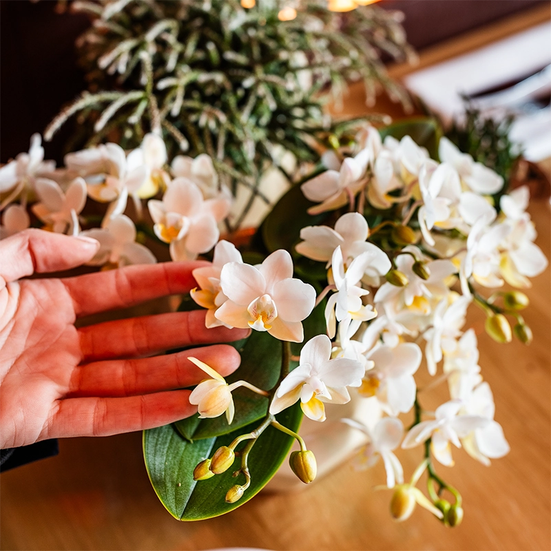Detailansicht: Poppy Orange Übertöpfe und Pflanzenanordnung