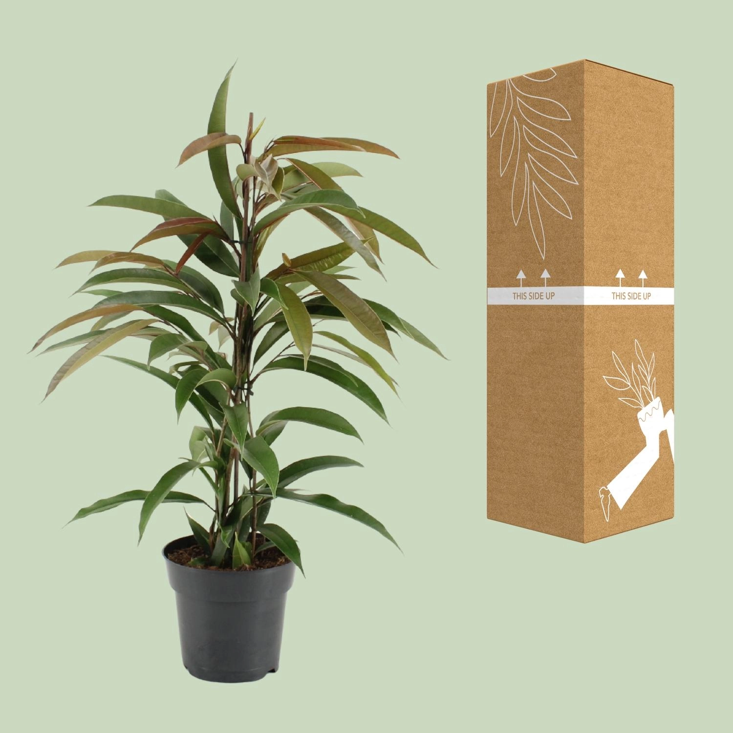 Detailansicht der glänzenden Blätter des Ficus