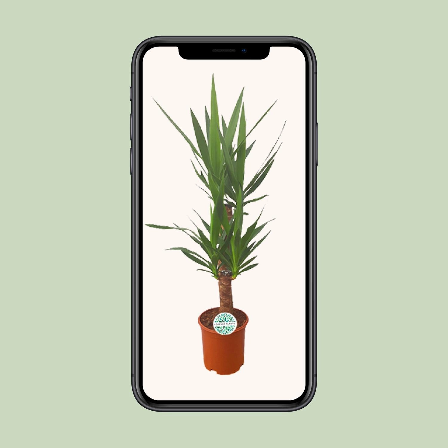 Detailaufnahme der Yucca