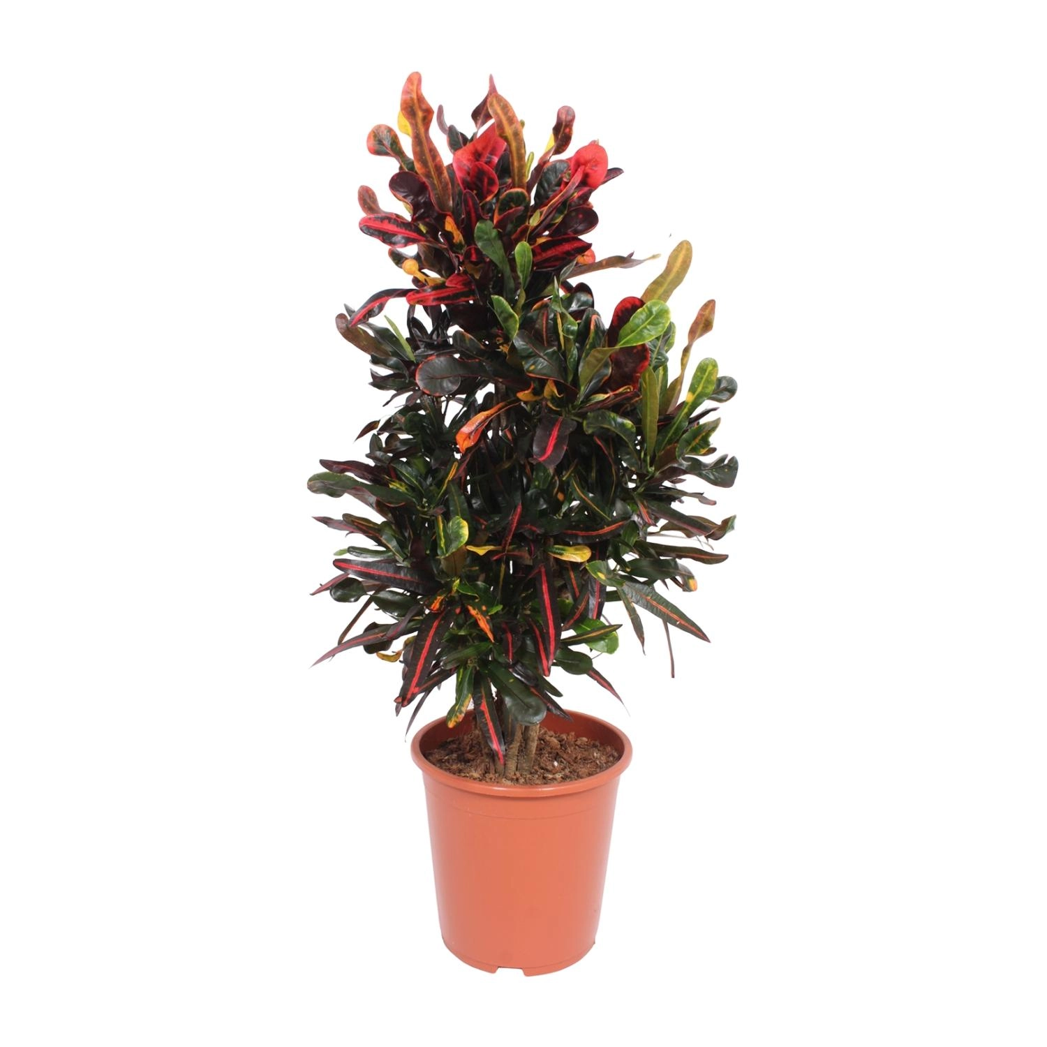 Codiaeum variegatum Mammi als Zimmerpflanze