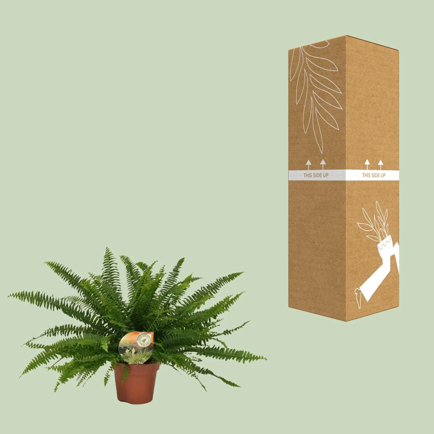 Boston-Farn – Nephrolepis exaltata