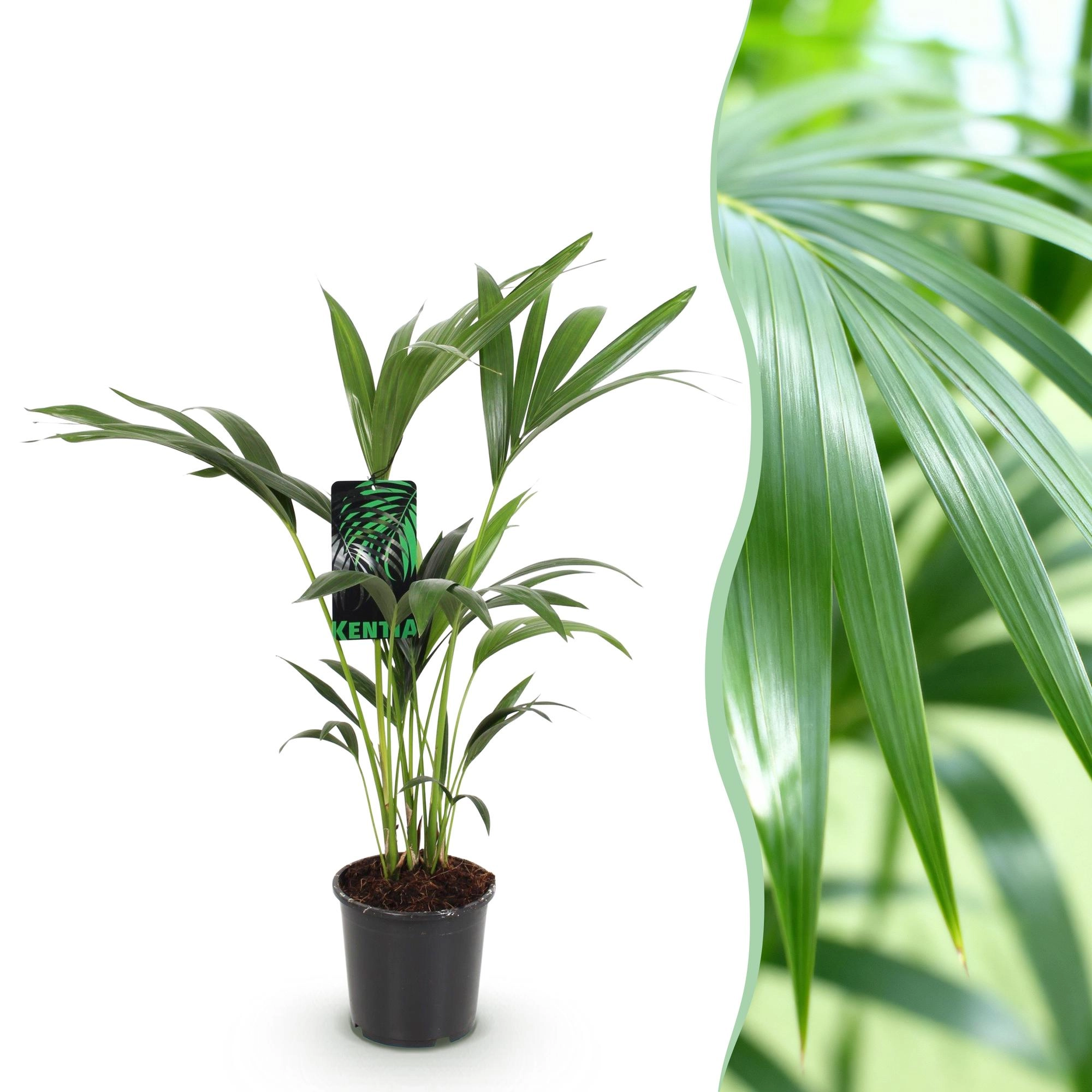 Howea Forsteriana - elegante Zimmerpflanze