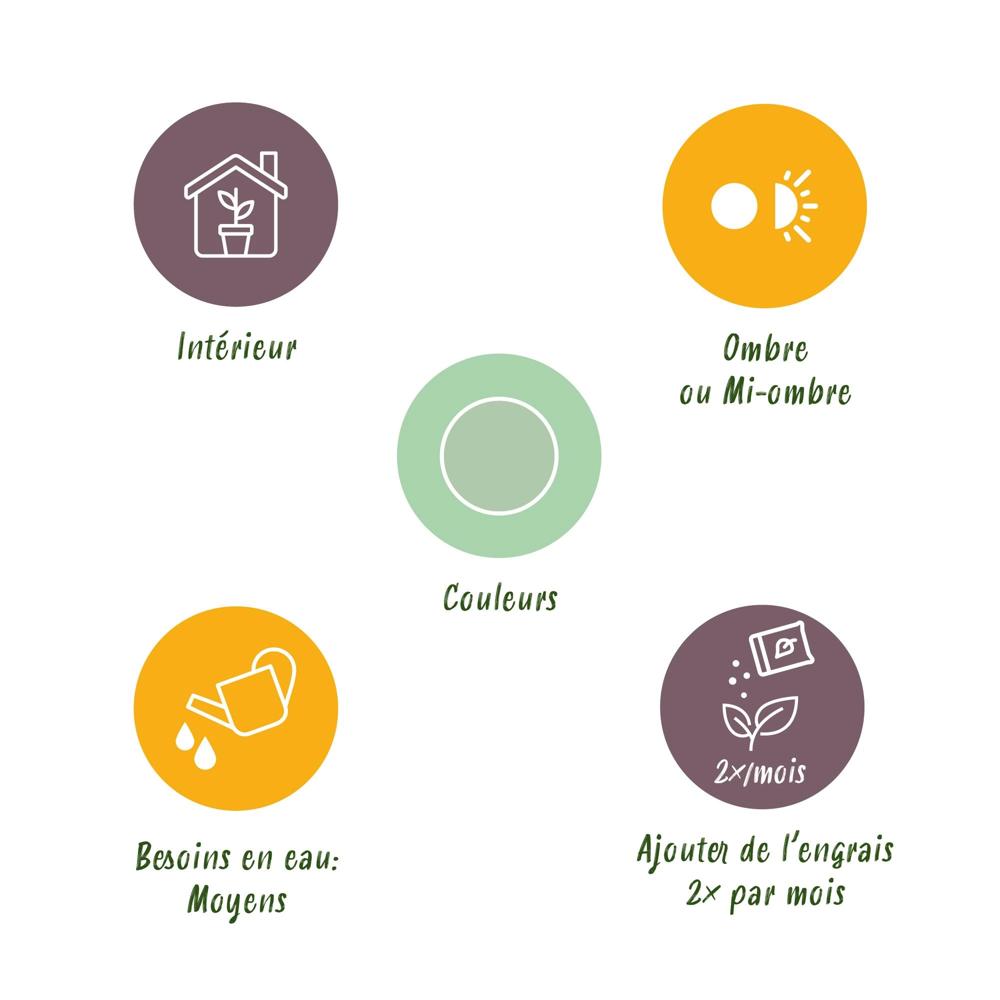 Dracaena fragrans Golden Coast - Detailbild