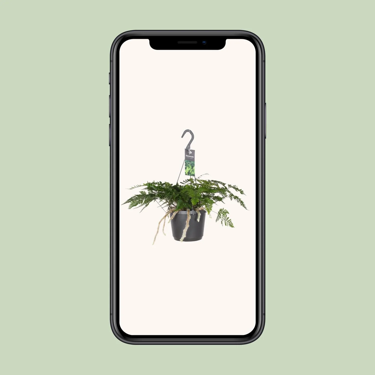 Davallia Teyermannii Bild 1