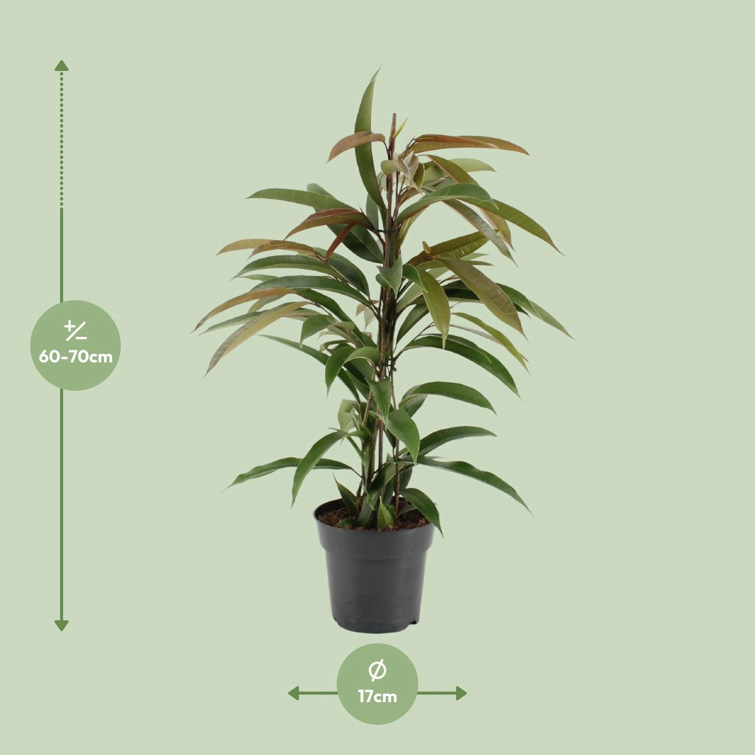 Ficus Zimmerpflanze frontal, 17 cm Topf, ca. 70 cm