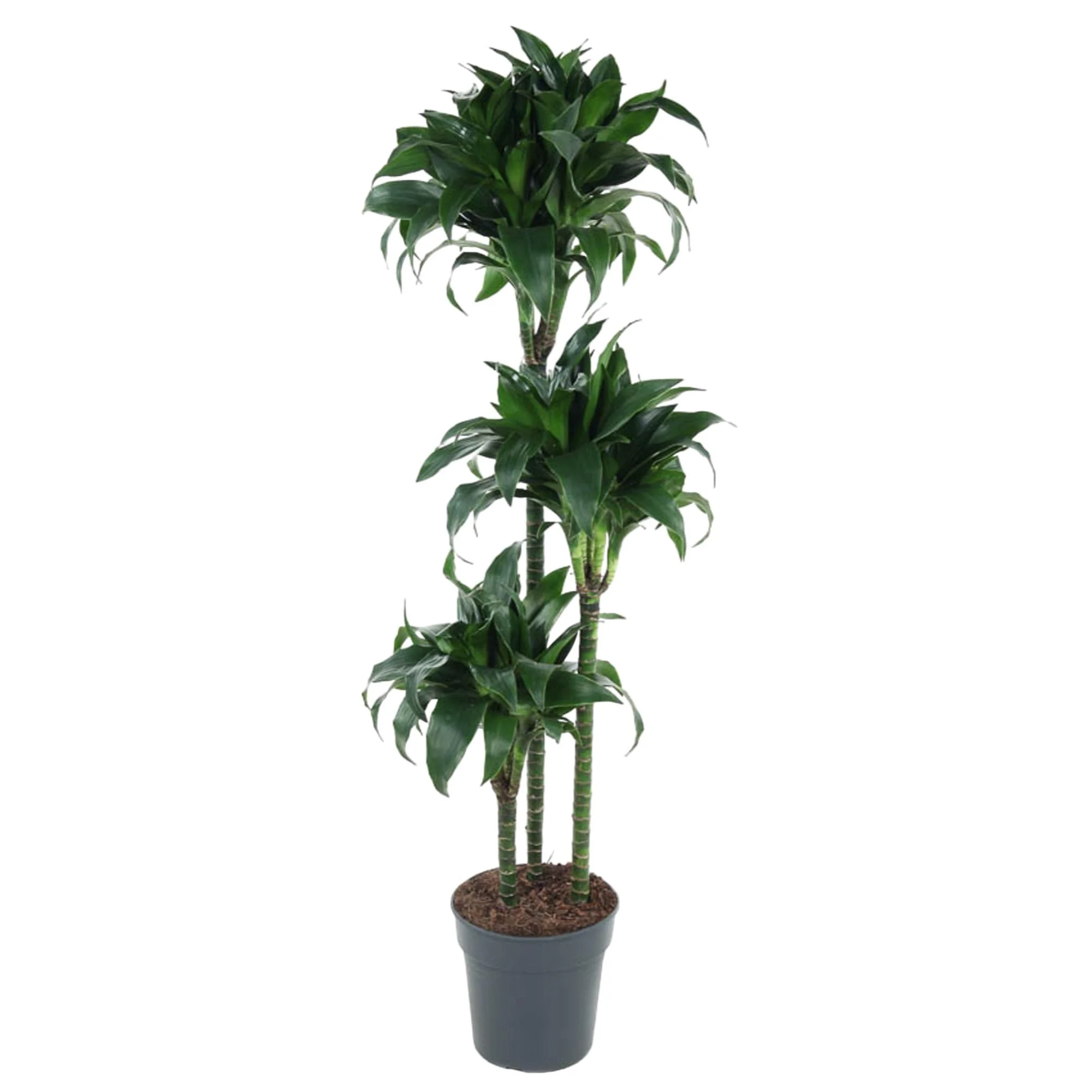 Dracaena Tatuade im Wohnambiente