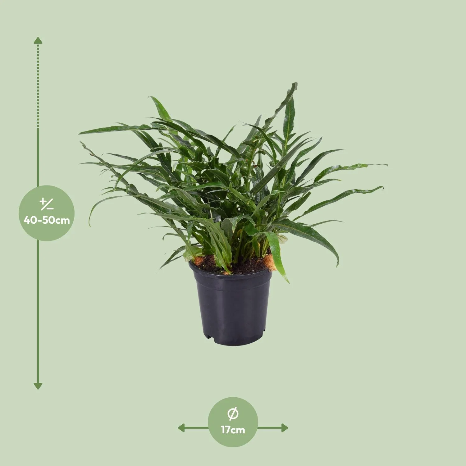 Aglaomorpha Coronans – Santa Rosa Farn