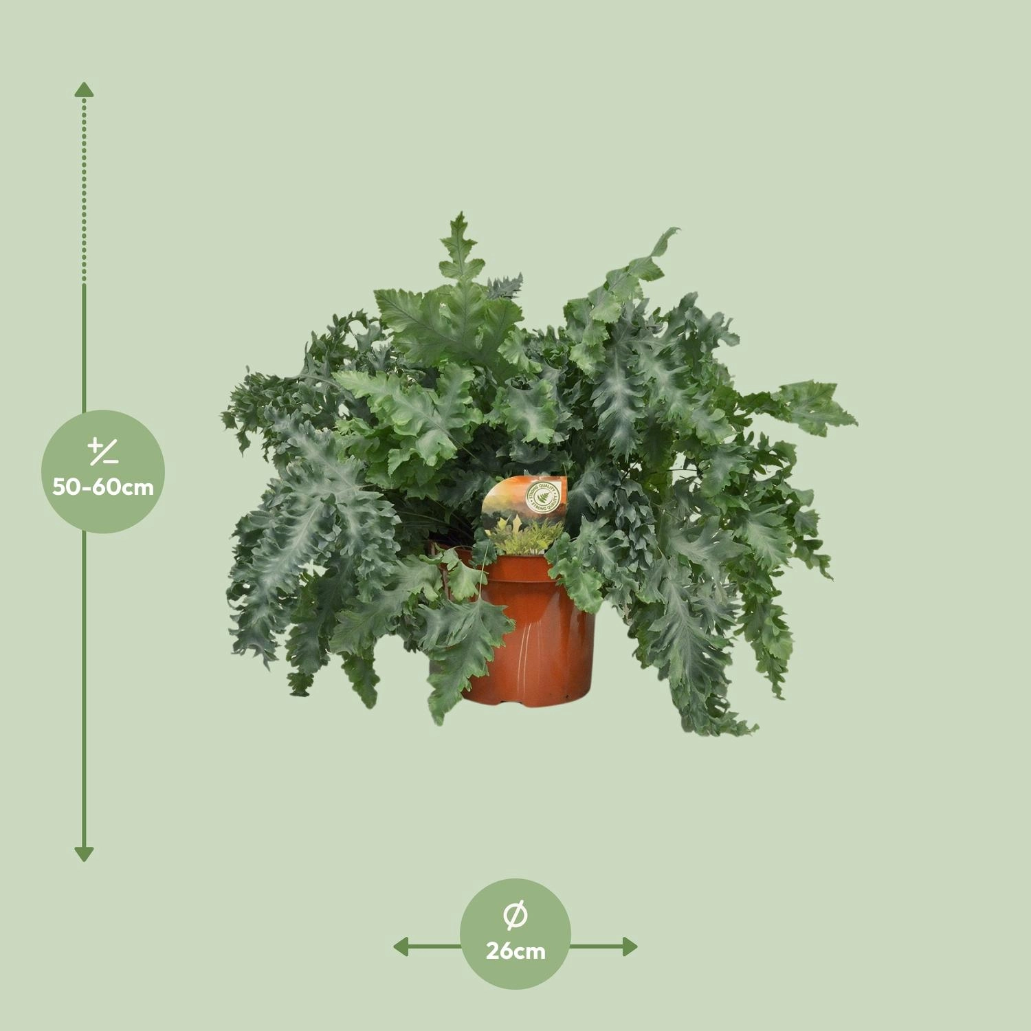 Goldener Tüpfelfarn im Innenraum