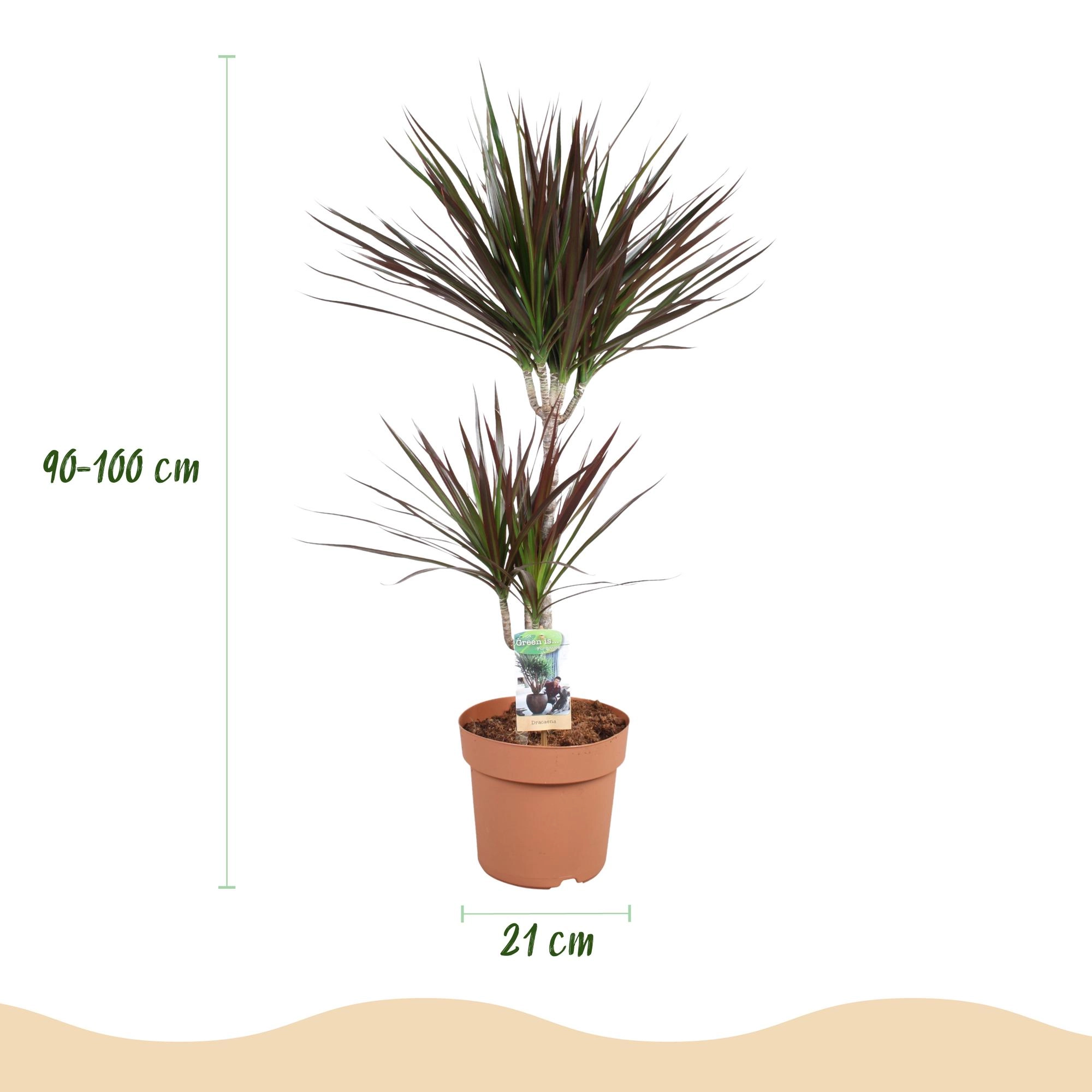 Detail: tief violette Stängel und magentafarbene Blattakzente der Dracaena Magenta