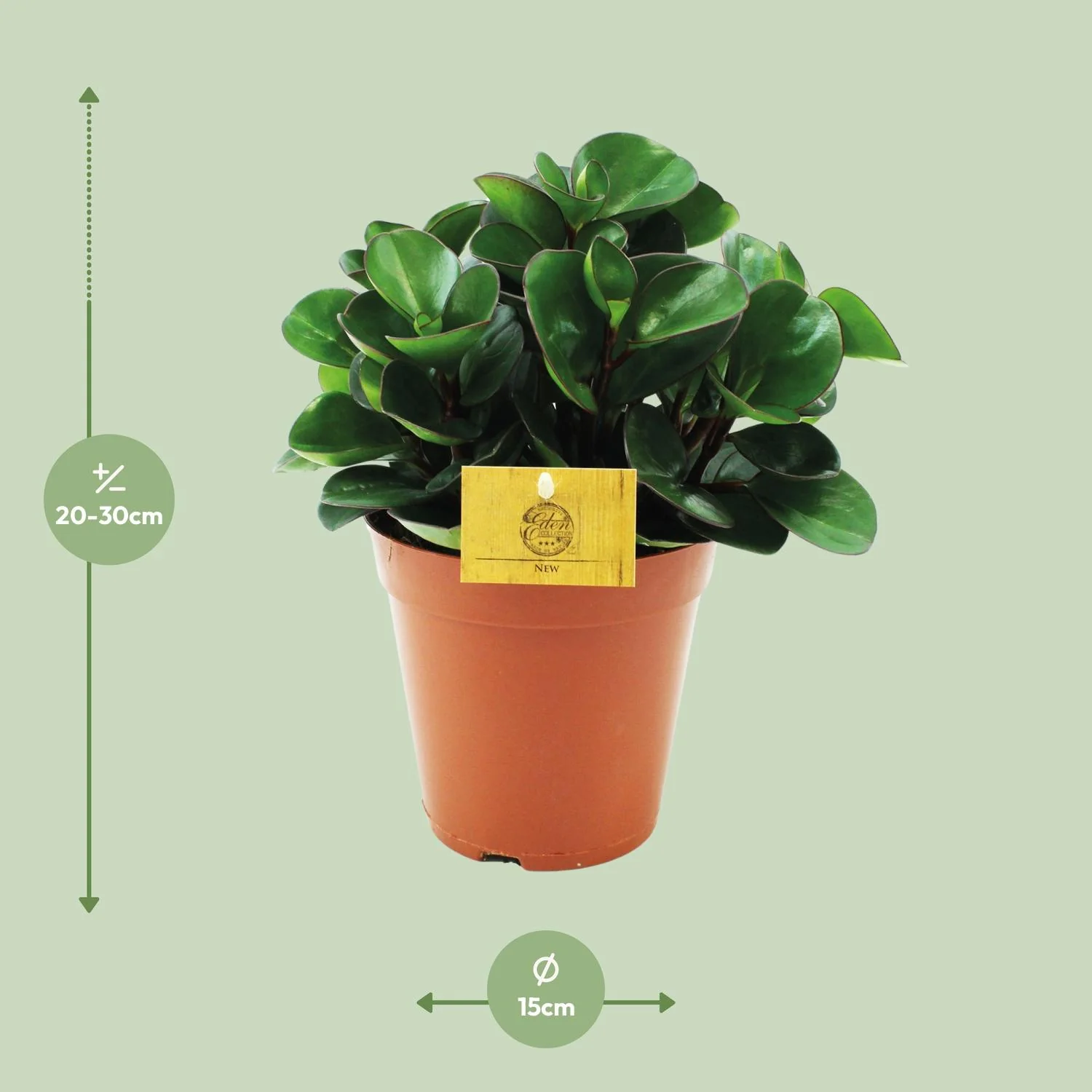 Peperomia Burning Bush – Klare Frontansicht