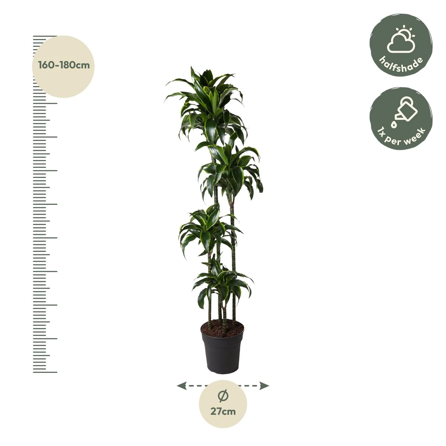 Dracaena Dorado – elegante Zimmerpflanze