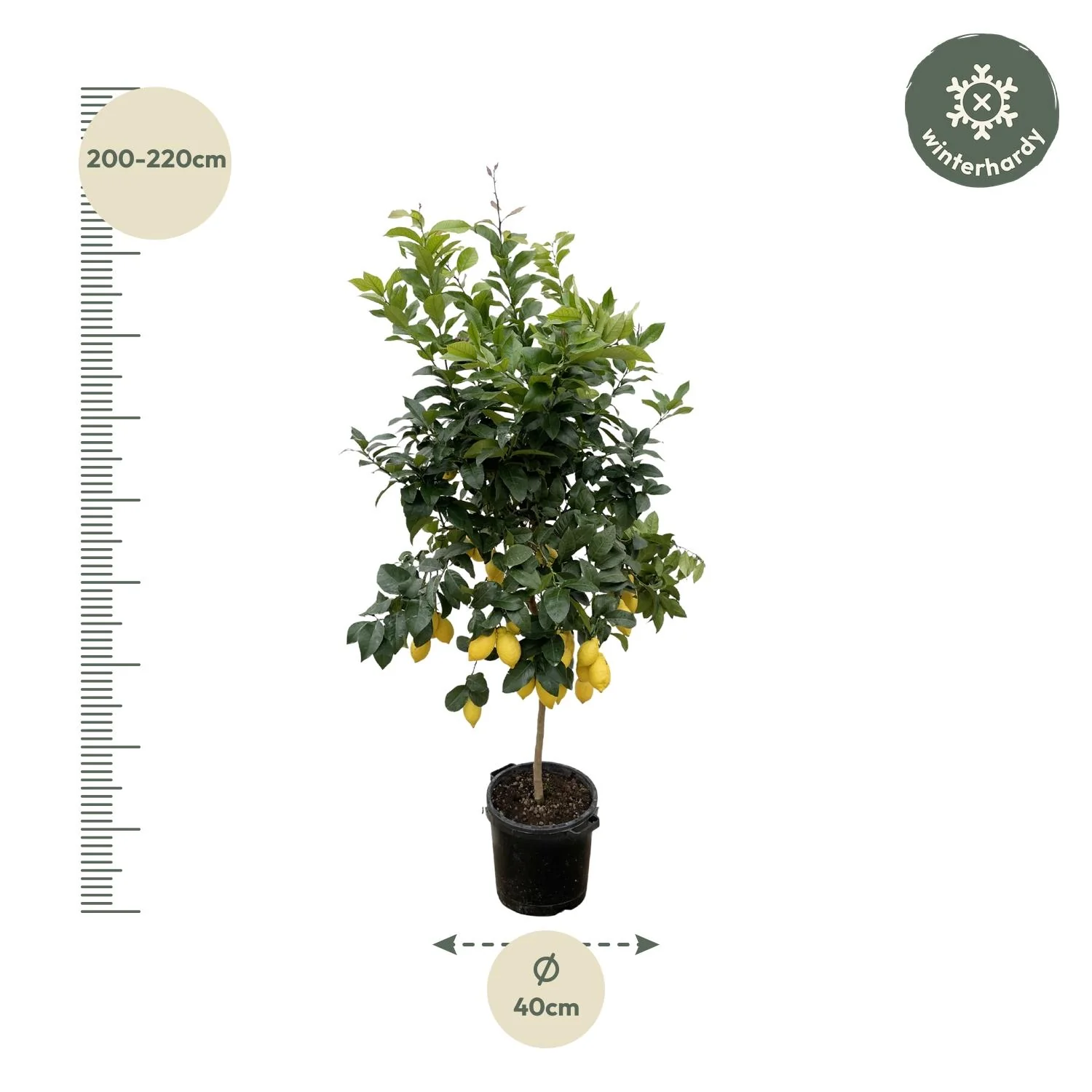 Citrus Calamondin Pflanze