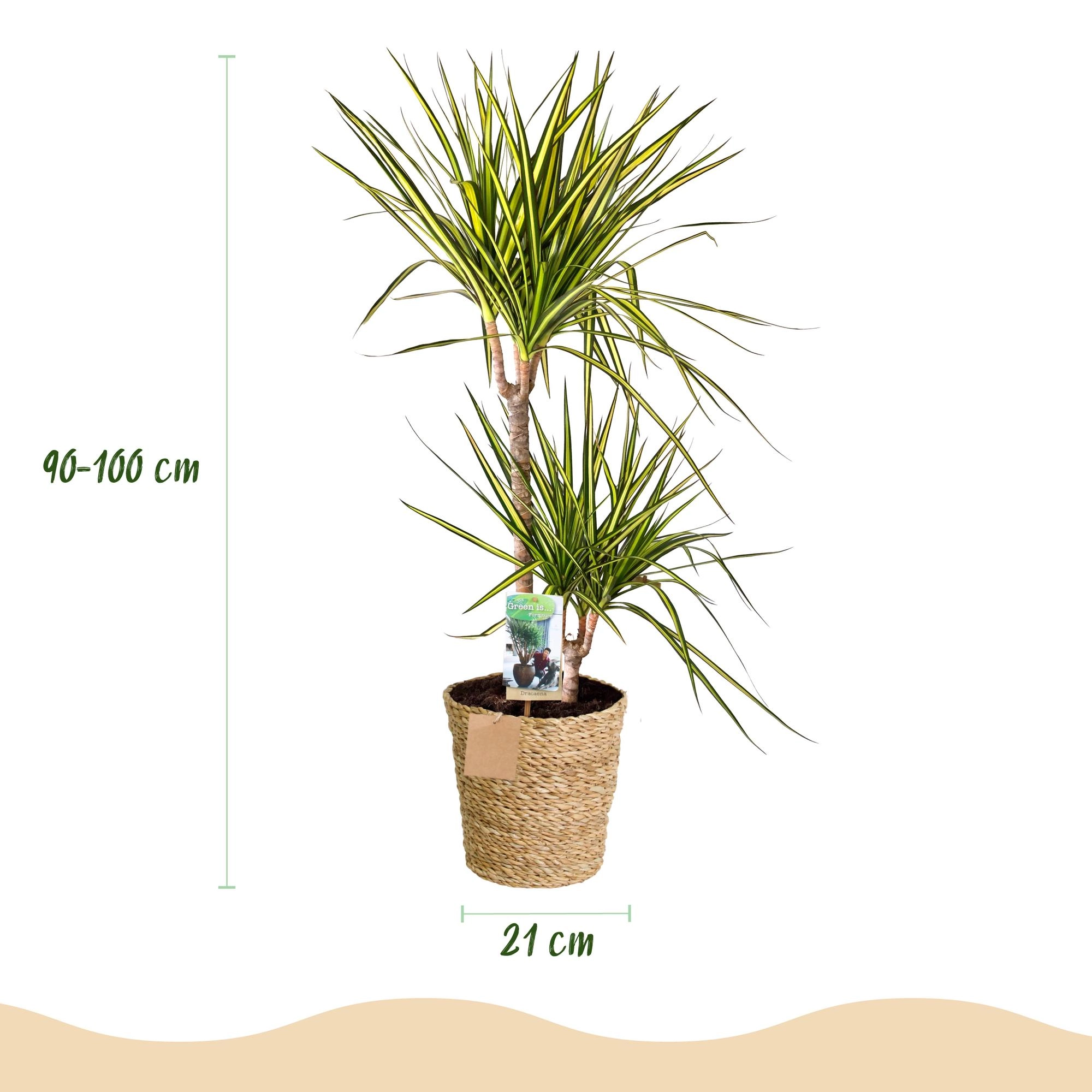 Dracaena Sunray Zimmerpflanze