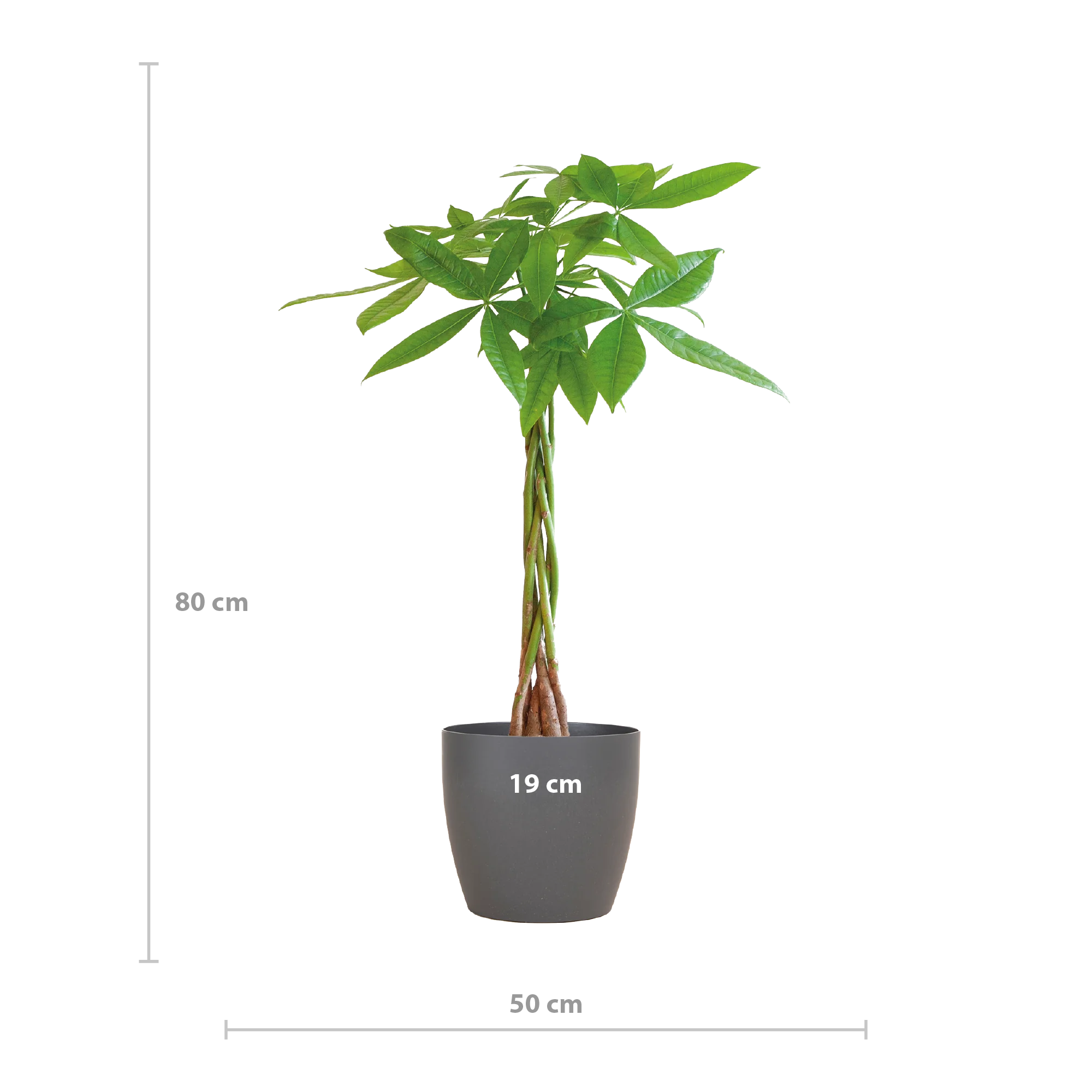 Pachira Aquatica in einem modernen Raum