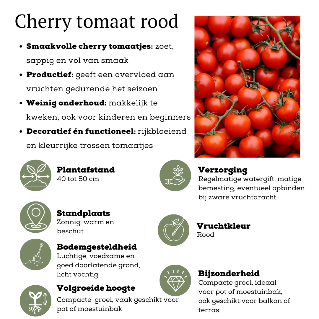 Detailaufnahme: Reife Cherrytomaten am Trieb, zum direkten Naschen