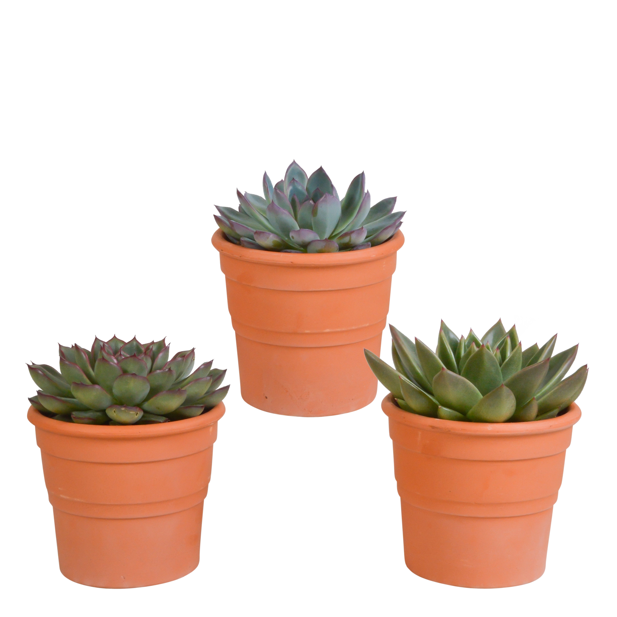 Echeveria Mischung in Terrakottatopf