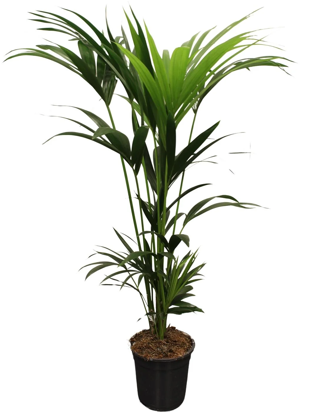 Kentia Palme