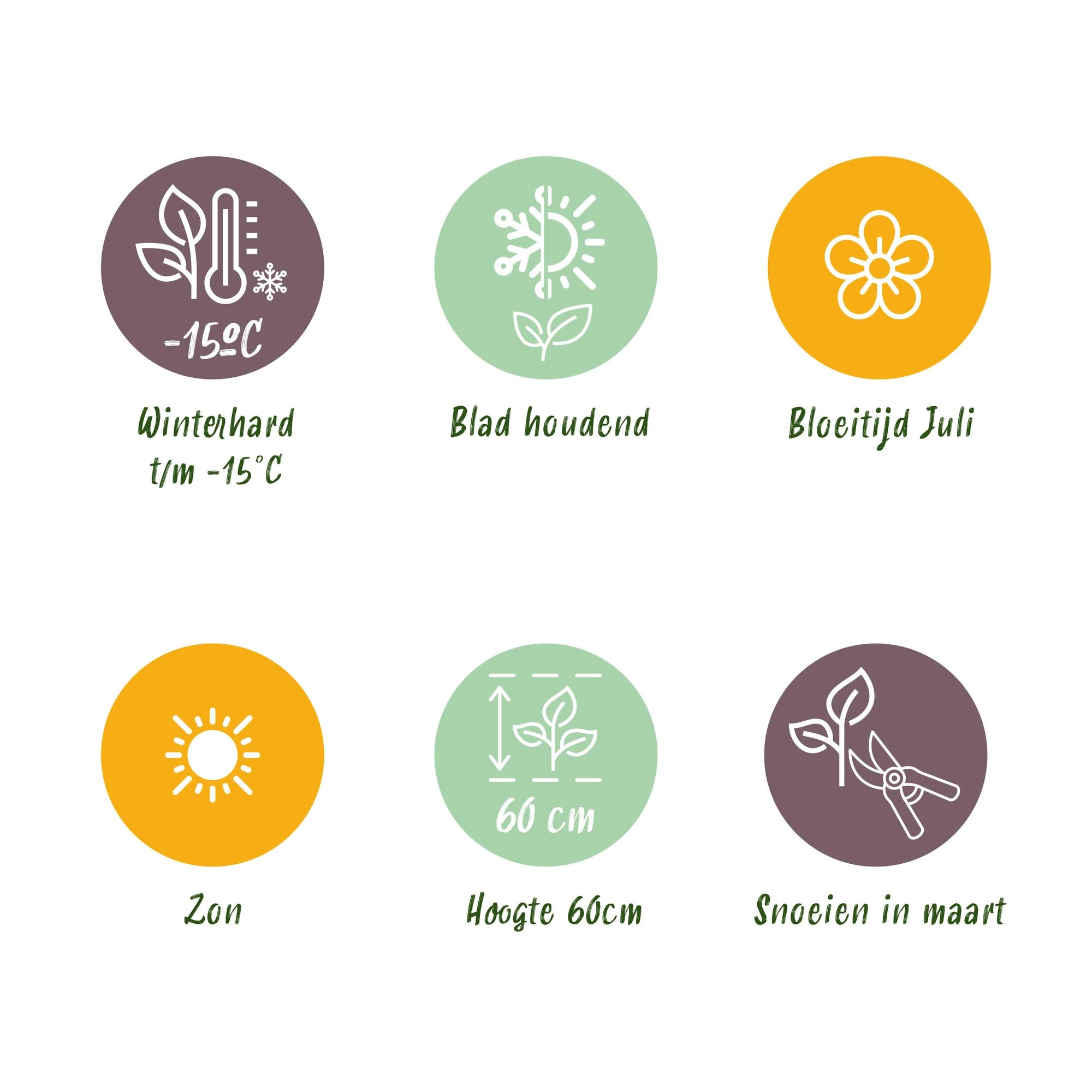 Stipa tenuifolia Pony Tails im Garten