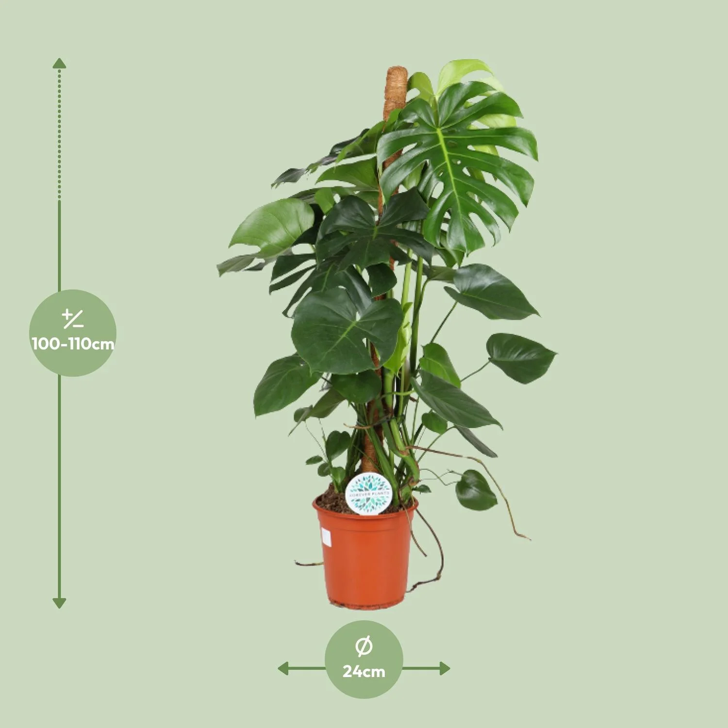 Monstera Deliciosa Detailansicht