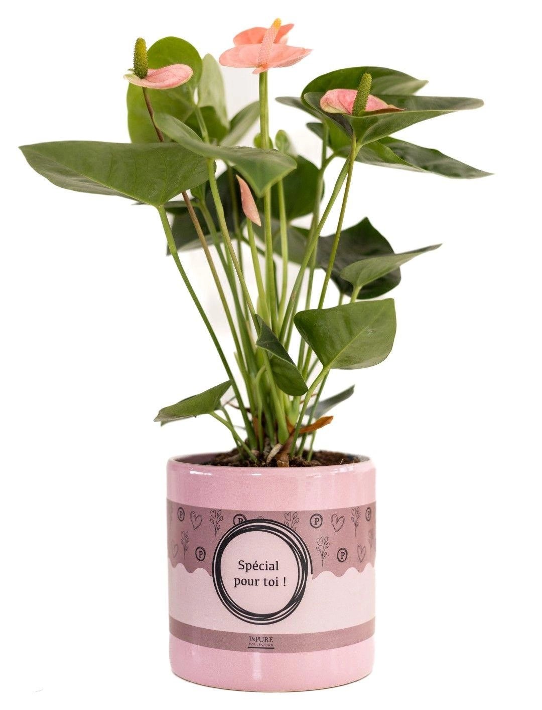 Anthurium Pink (Spirit) – elegante Zimmerpflanze