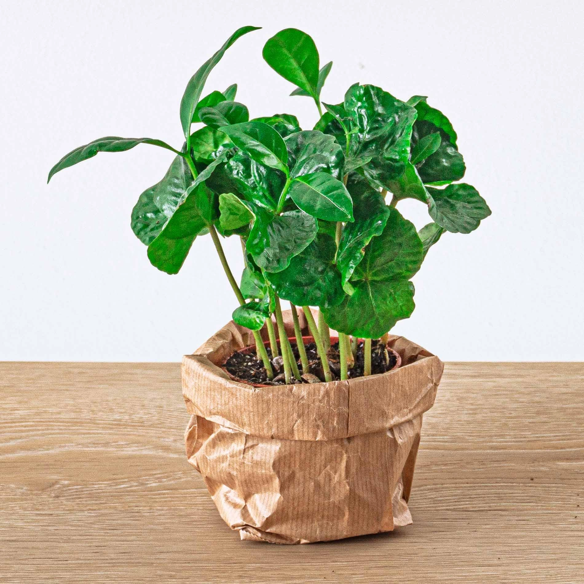 Coffea Arabica Kaffeepflanze
