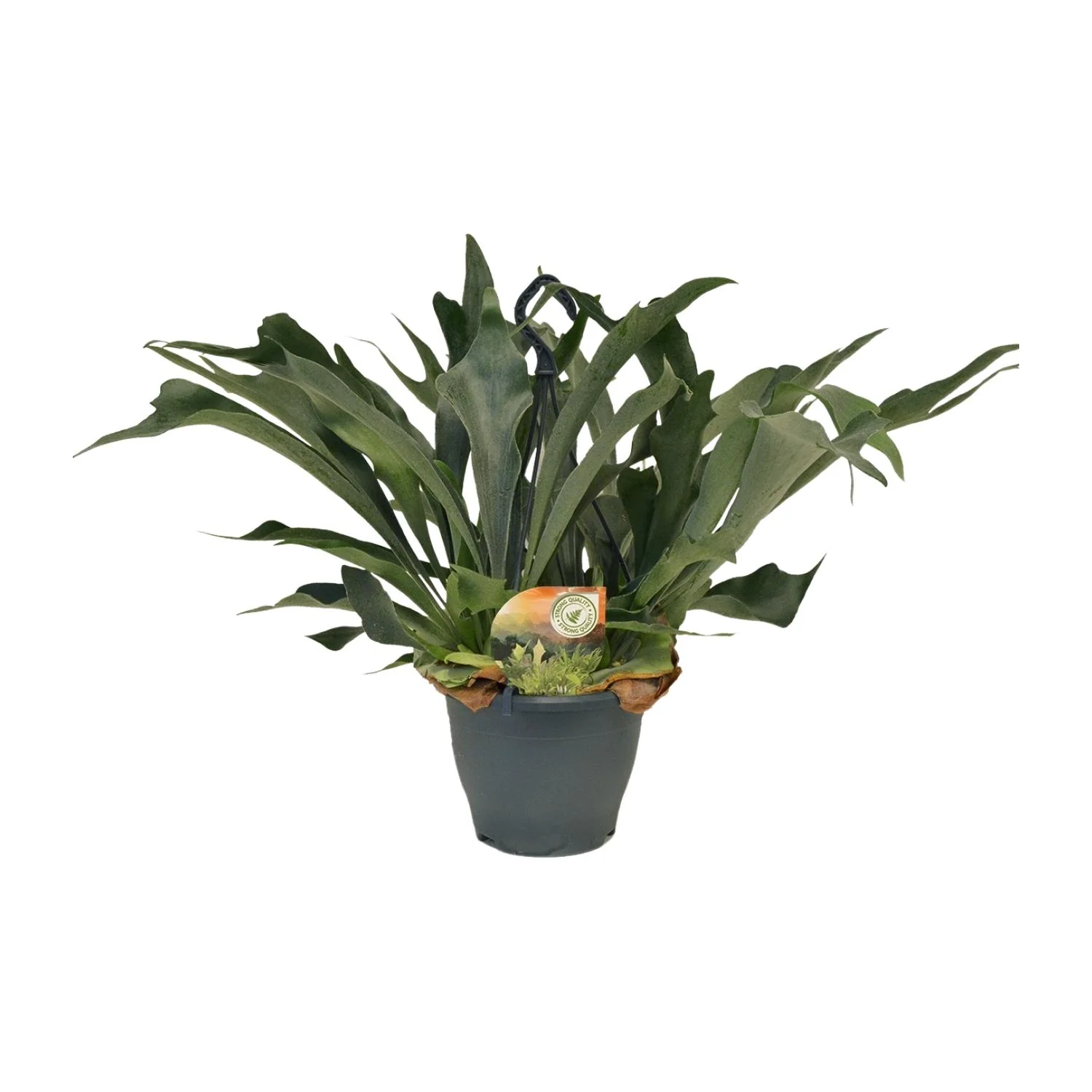 Detailansicht des Hirschgeweihfarns