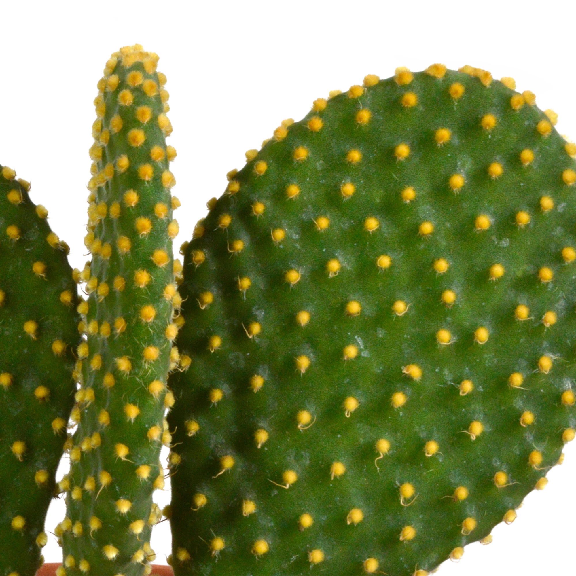 Nahaufnahme eines Kaktus mit Details