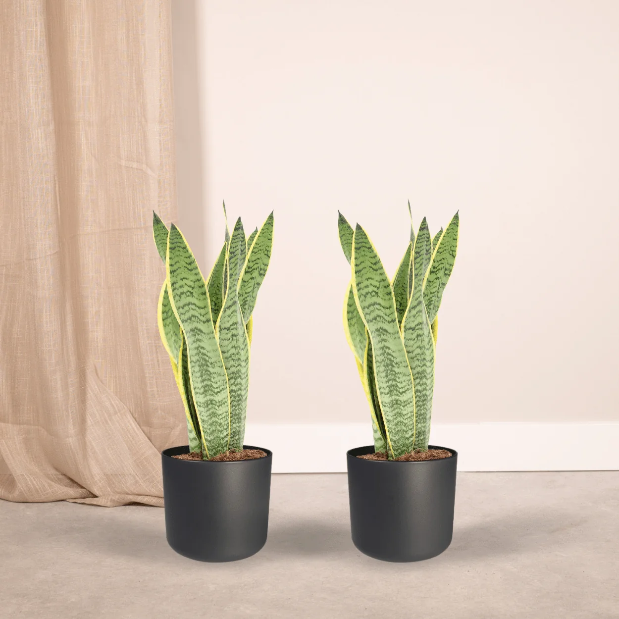 Sansevieria Laurentii Pflanzenbild