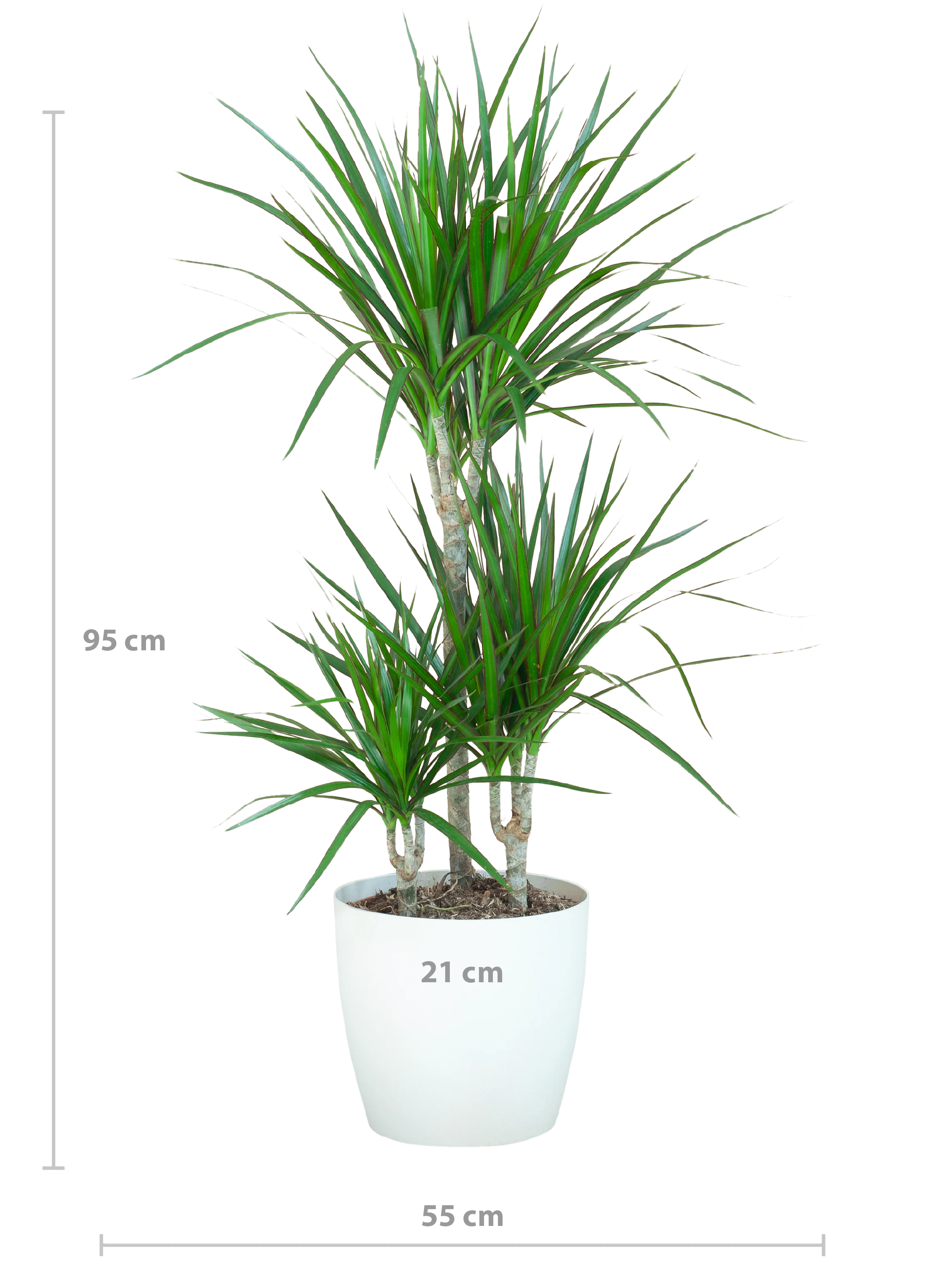 Dracaena Marginata in Wohnraum