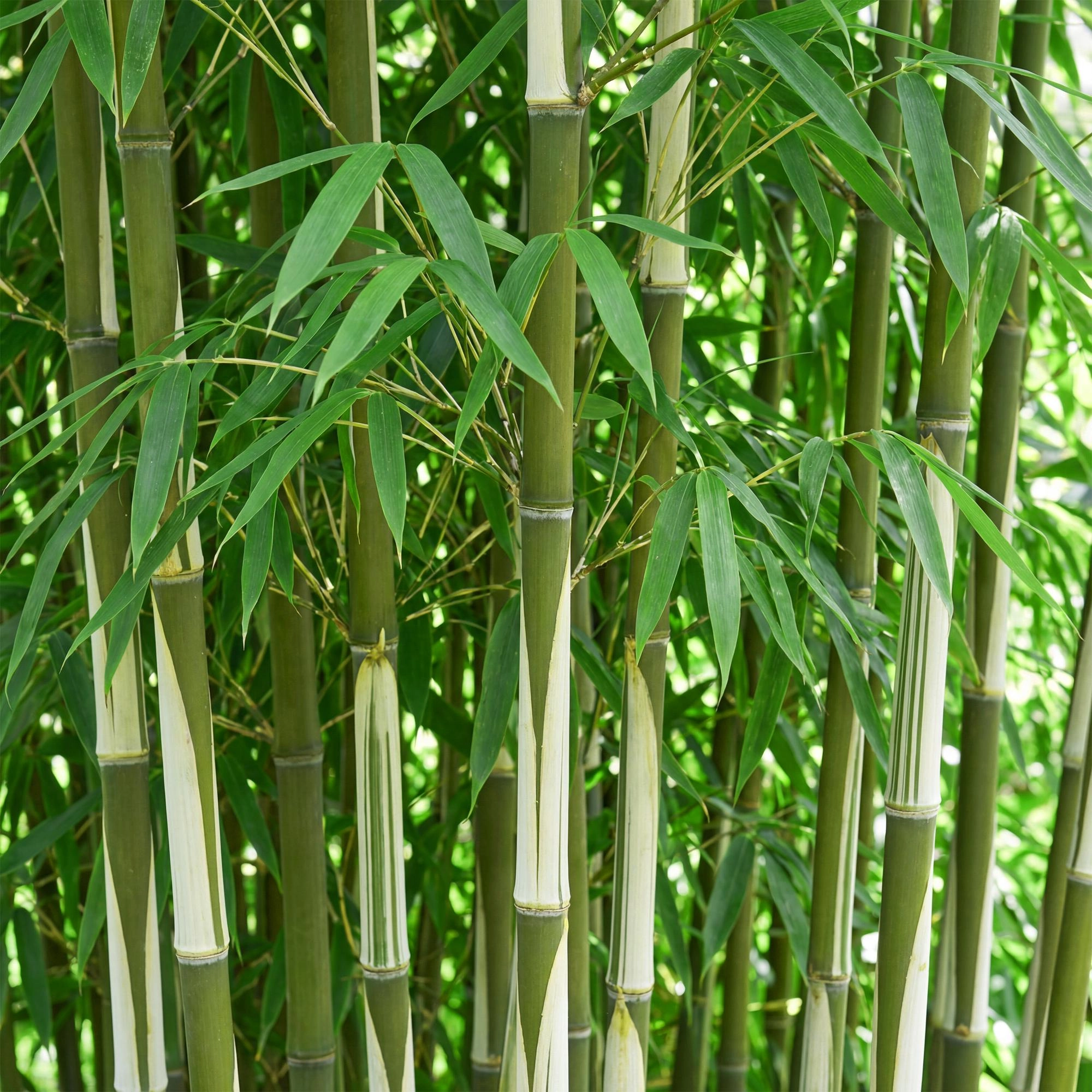 Fargesia Robust Pingwu - Detailaufnahme