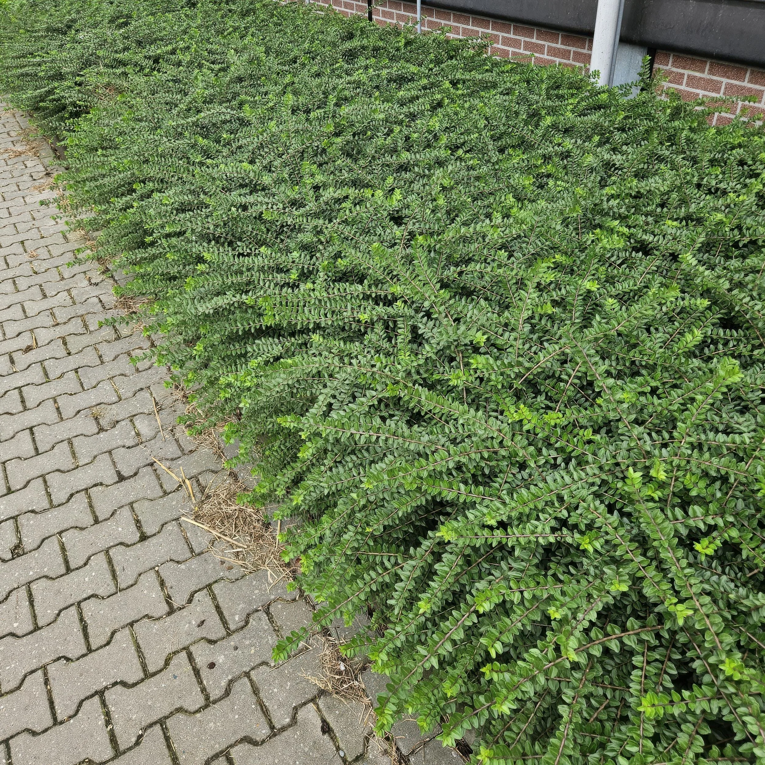 Detailansicht Lonicera maigrün