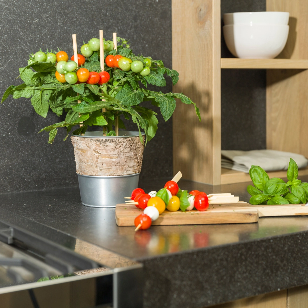 Cherrytomatenpflanze im 14 cm Topf mit reifen roten Früchten