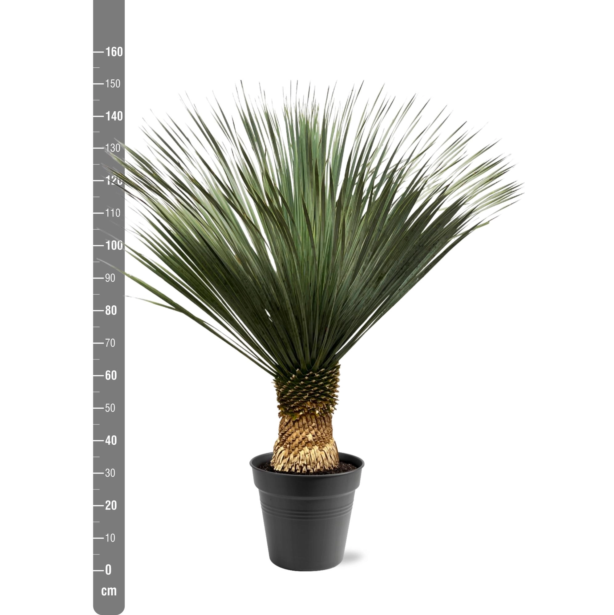 Yucca Rostrata Pflanze