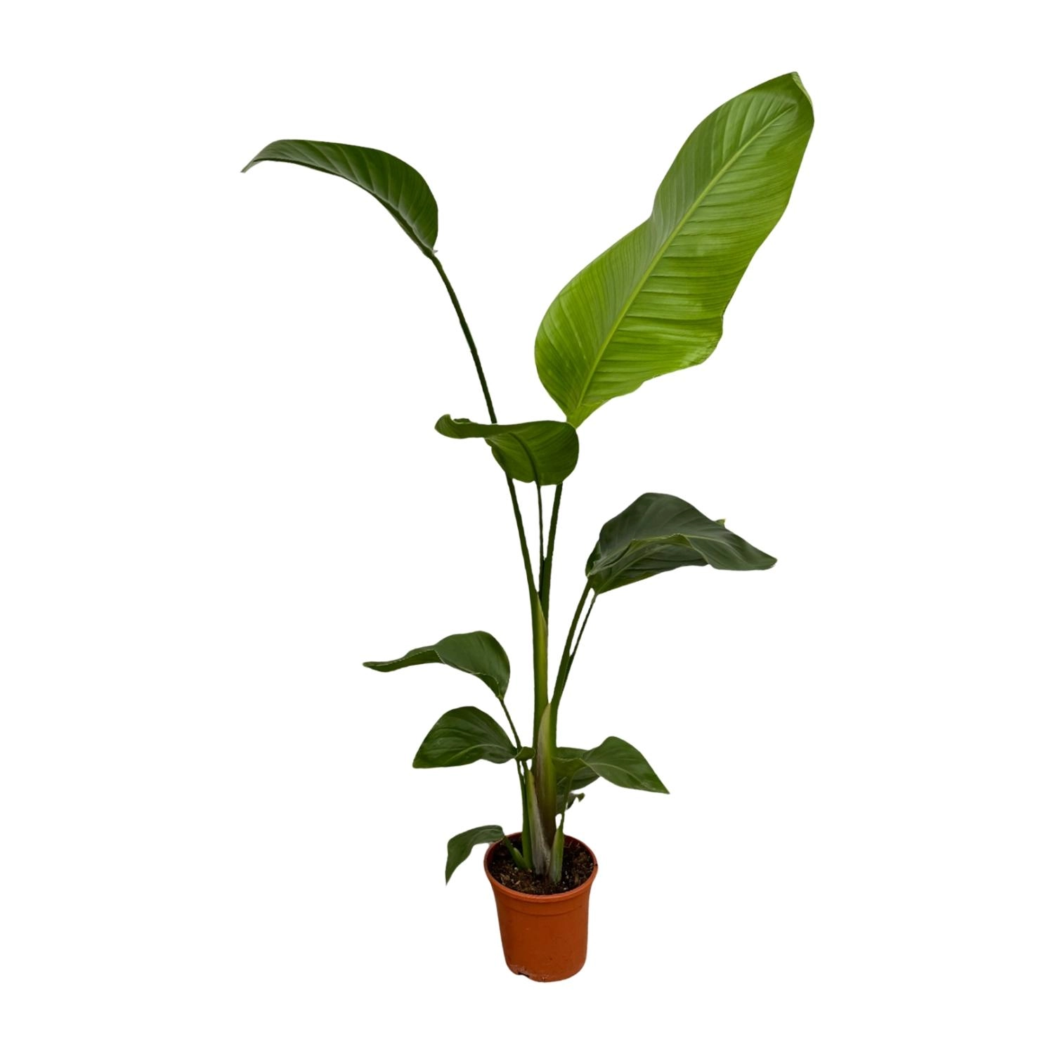 Strelitzia Nicolai – schöne Pflanze