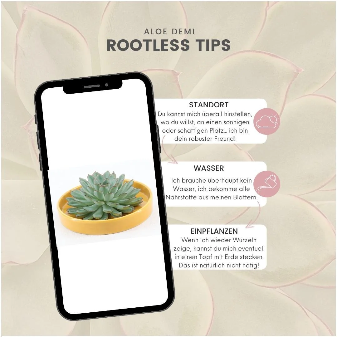 Echeveria pulidonis als rootless Sukkulente