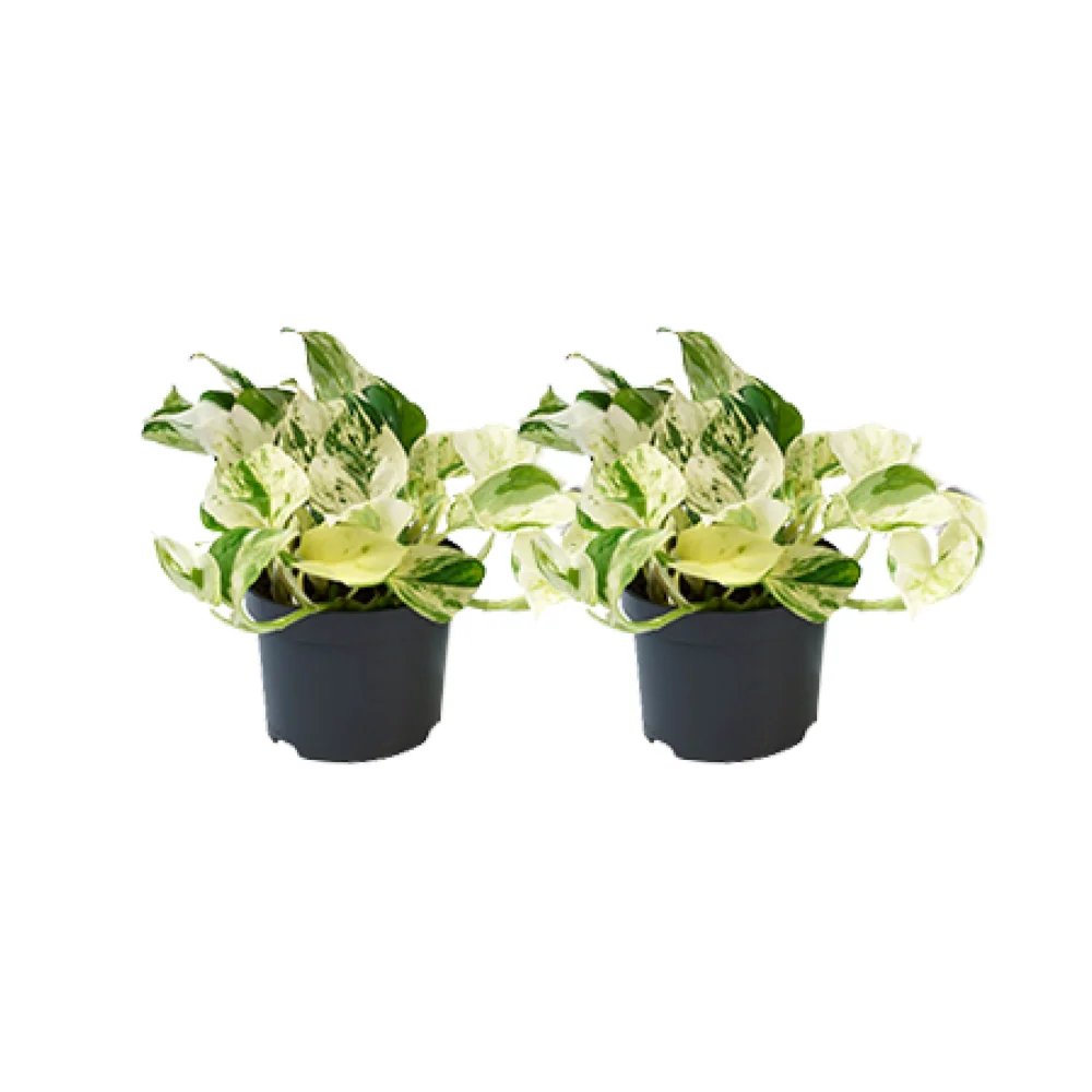 Epipremnum Happy Leaf