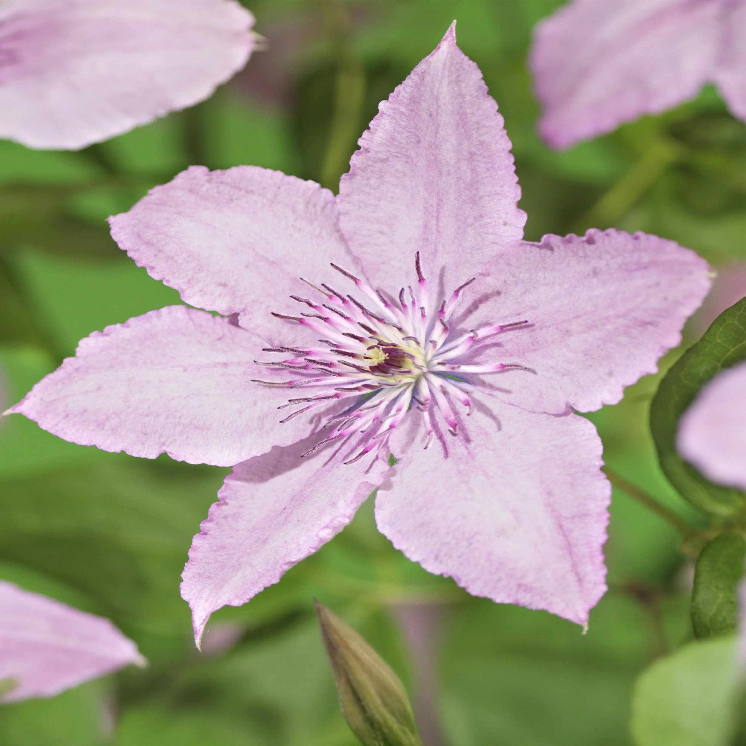 Clematis 'Hagley Hybrid' Detailansicht