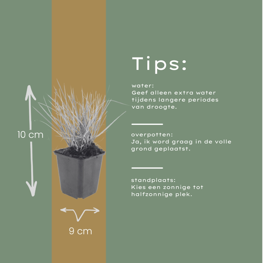 Detailaufnahme von Sesleria autumnalis