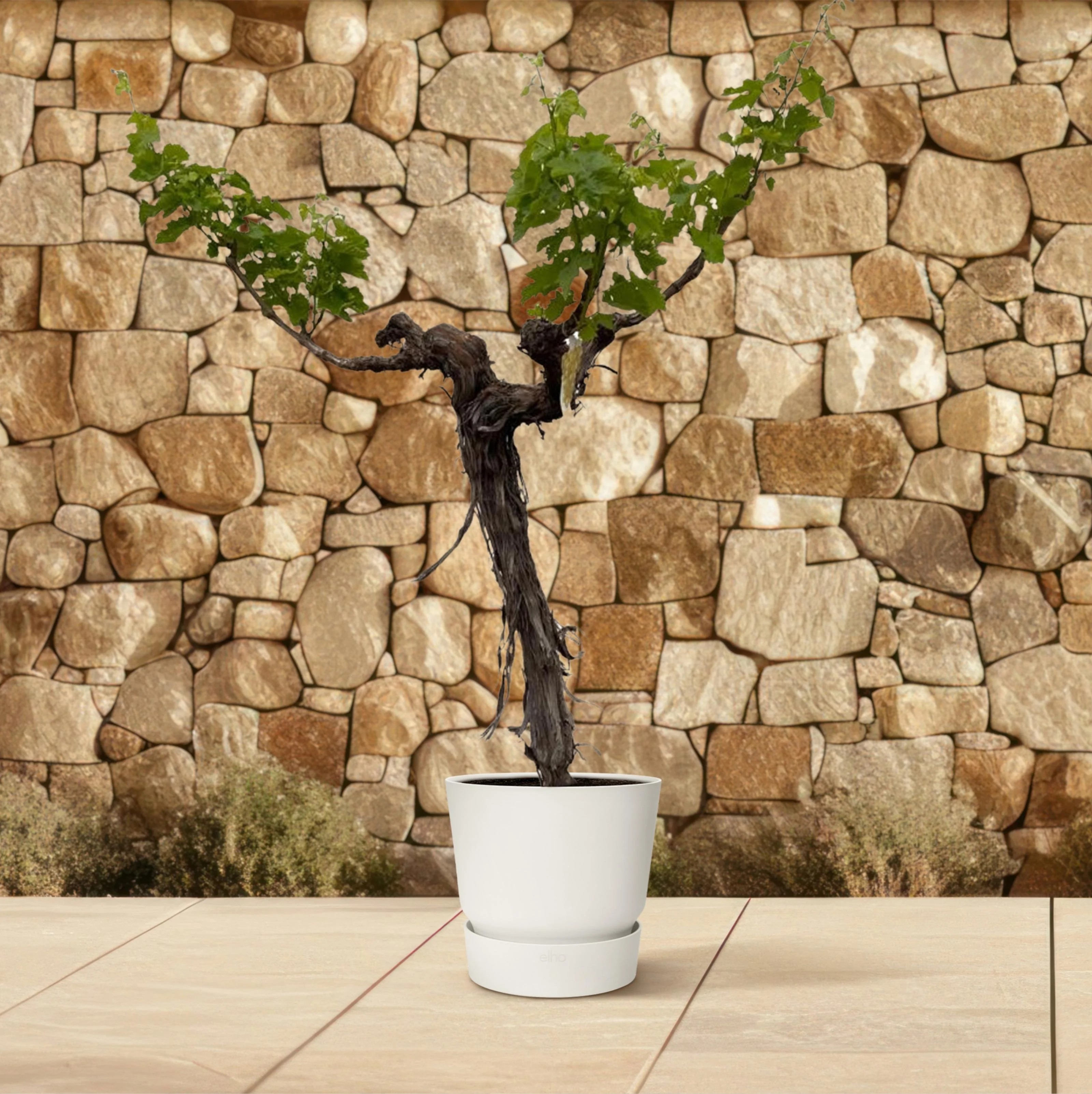 Druivenboom - Weinrebe im Topf